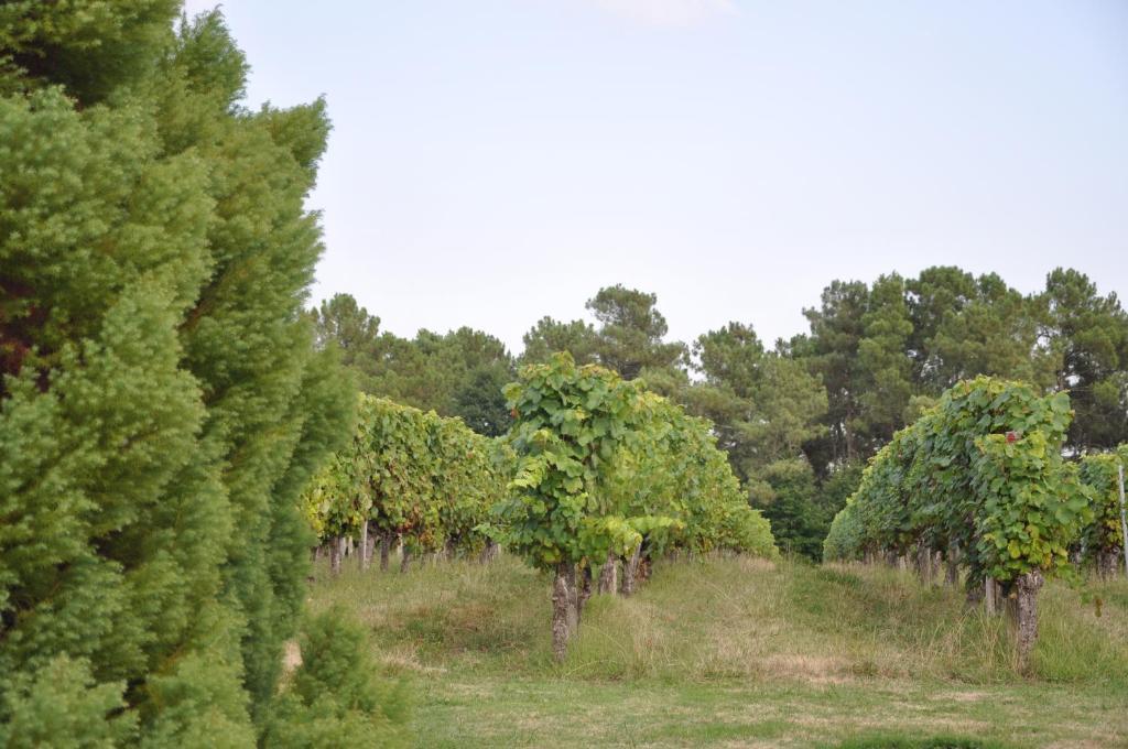 ベベーズ Domaine De Paguy Bed & Breakfast エクステリア 写真